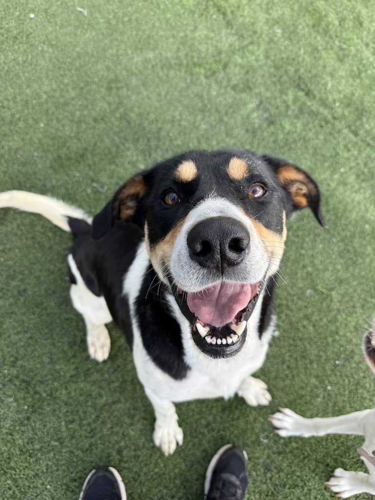 Dog Training Bentonville Arkansas Bucky 5