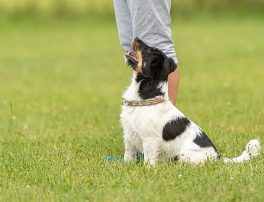 All Paws Benefits Left