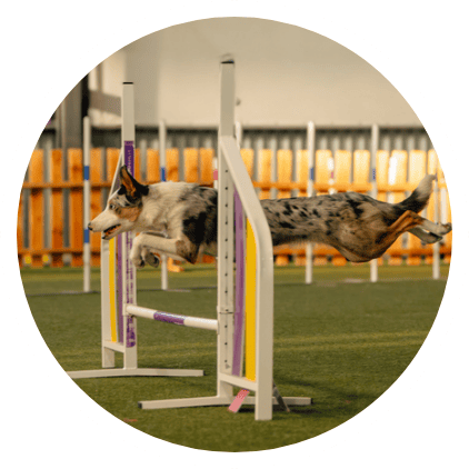All Paws Mid Circle Sports Training