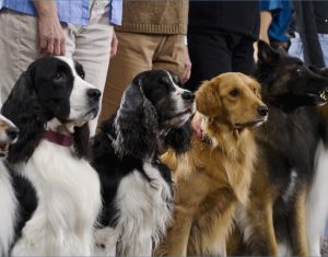 All Paws Testimonial Bg