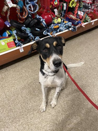 Dog-Training-Bentonville-Arkansas-Bucky-3