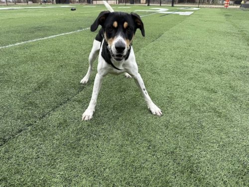 Dog-Training-Bentonville-Arkansas-Bucky-4